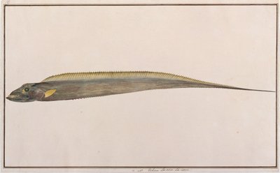 Largehead Hairtail, from Drawings of Fishes from Malacca, c.1805-18 by Chinese School